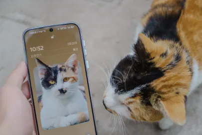 וספר קזינו אפליקציה לנייד